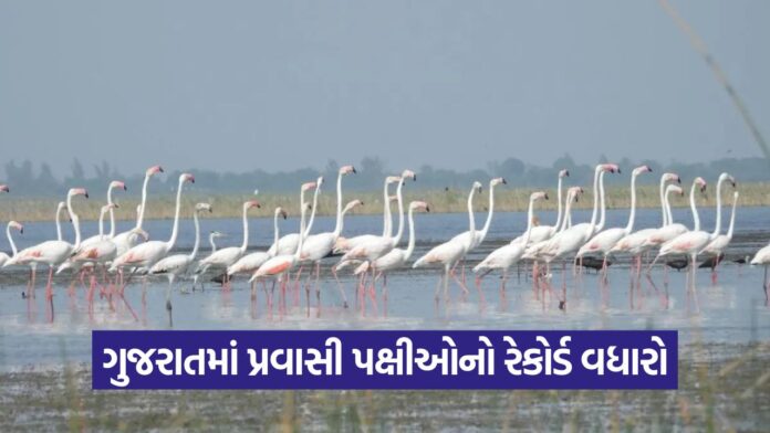 gujarat migratory birds rise (1)
